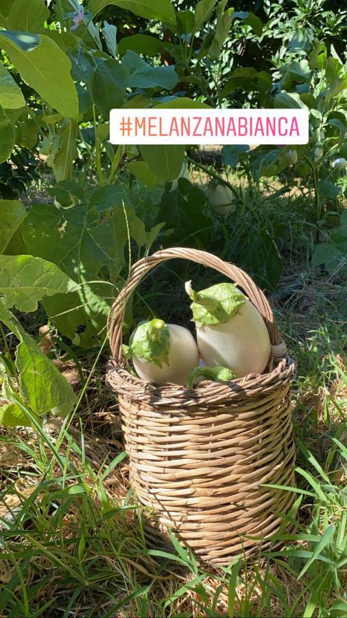 Agriturismo Fiori D'Arancio Palagiano Eksteriør billede